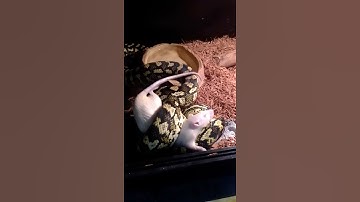 Jungle python female eating