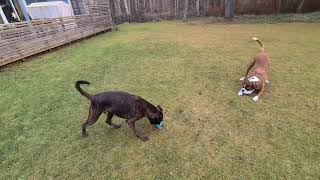 Boxer Dogs Playing With Their Christmas Presents!