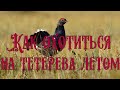 Как охотиться на тетерева летом со спаниелем?