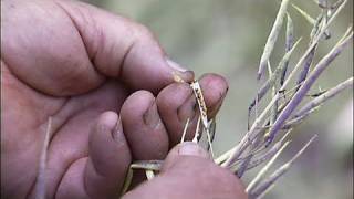 Seeds Of Life: Seed Breeder
Subscribe to our new Food Farmer Earth channel on YouTube:
http://www.youtube.com/user/foodfarmerearth?sub_confirmation=1
For more Stories, Food News, and Cooking Fresh videos, visit http://cookingupastory.com The Seeds of Life series continues with Frank Morton, a Willamette Valley organic seed breeder who shares his expert knowledge of how plant breeding techniques have evolved, and the importance of the selection process in producing organic seeds that carry the desired mix of plant traits.
Check out our new series:
Food Farmer Earth - a journey of wide discovery about our food
http://www.youtube.com/ffe
Cooking Up a Story - Bringing the people behind our food to life
http://cookingupastory.com
Subscribe to receive the latest videos:
http://www.youtube.com/subscription_center?add_user=foodfarmerearth
Follow us:
Google+
https://plus.google.com/+foodfarmerearth/posts
twitter
http://twitter.com/cookingupastory
Facebook
http://www.facebook.com/cookingupastory
Pinterest
https://www.pinterest.com/foodfarmerearth/
Website RSS Feed
http://cookingupastory.com/feed Seeds Of Life: Seed Breeder