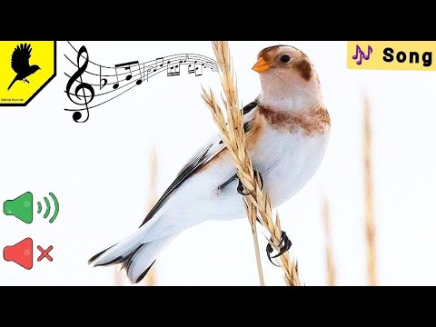 فيديو: Bird Bunting Remez: الصورة ، الوصف ، الأسر