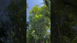 Bamboo sounds look like great naturallife refresh cambodia