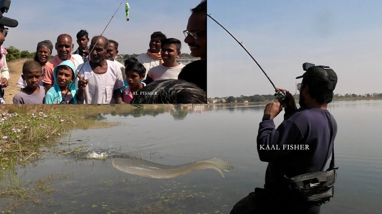 ONLY 30 MINUTES FINISHING CHALLENGE || FIND SNAKEHEAD FISHES