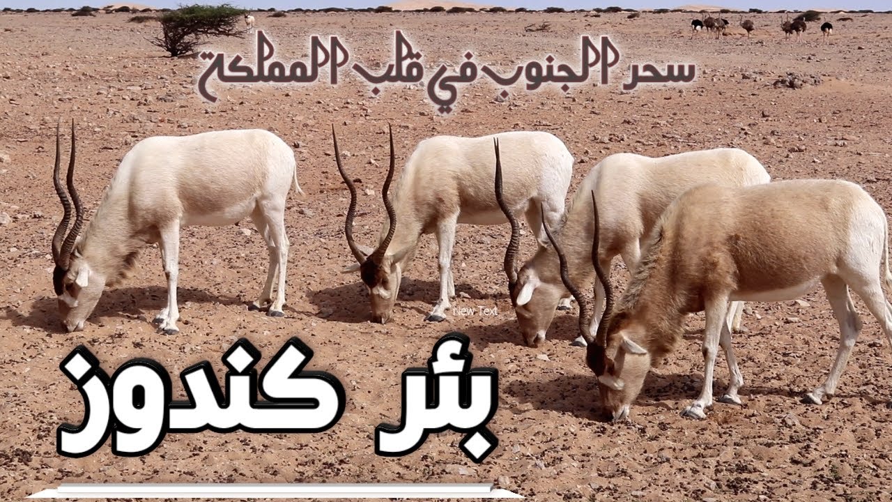 رحله إلى قلب أقصى الجنوب #بئر_كندوز بوابة المغرب على أفريقيا #لحسن_البعمراني