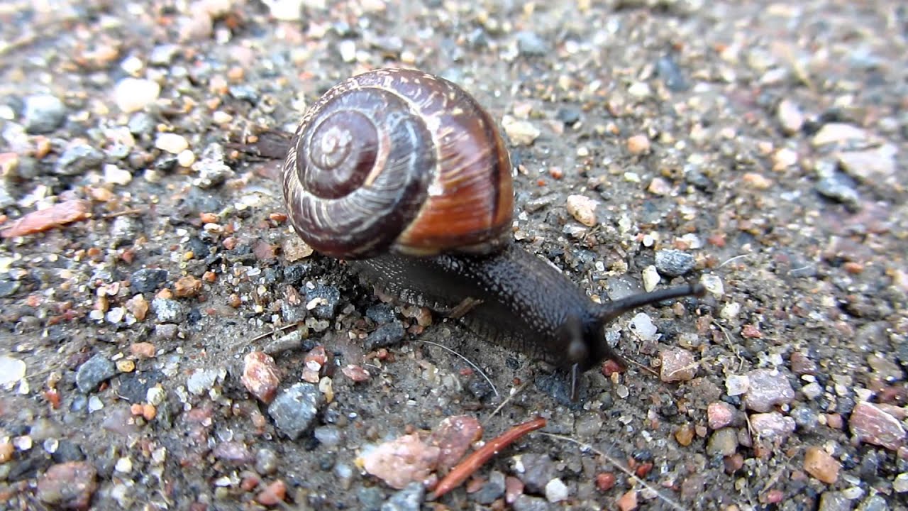 Kotilo (alkuperäinen)