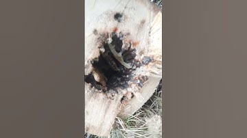 ong mật làm tổ trong cây dừa