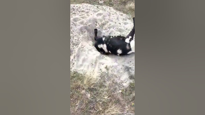 Rescuing a Goat with its Head Stuck in a Hole #goat #short #animal