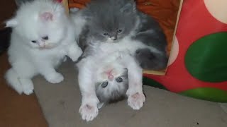 Furr Ball Kittens Started Climbing On The Hut And Playing Cute Fight