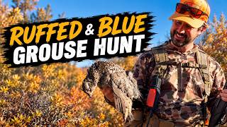BLUE & RUFFED Grouse Hunting in Utah!