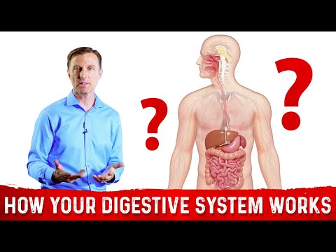 Your Digestive System and How it Works