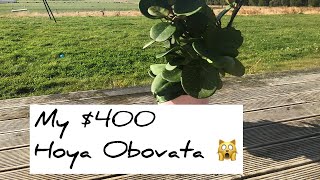 Is Hoya Obovata Expensive In New Zealand? Hoya Happy Day