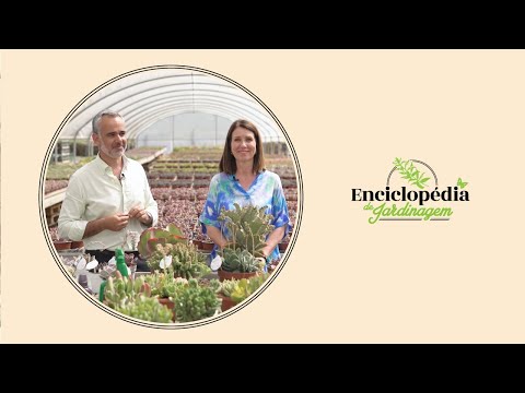 Vídeo: Millennials and Gardening: Aprenda sobre a nova tendência de jardinagem milenar