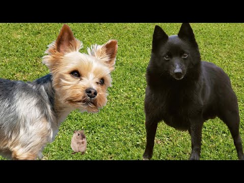 Video: ¿Qué tipo de perros matan ratas?
