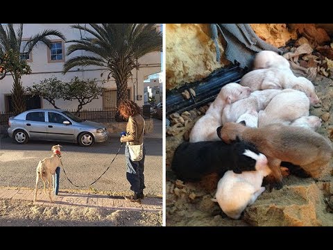 Dog With Broken Leg Leads Vets Two Miles To Her Puppies