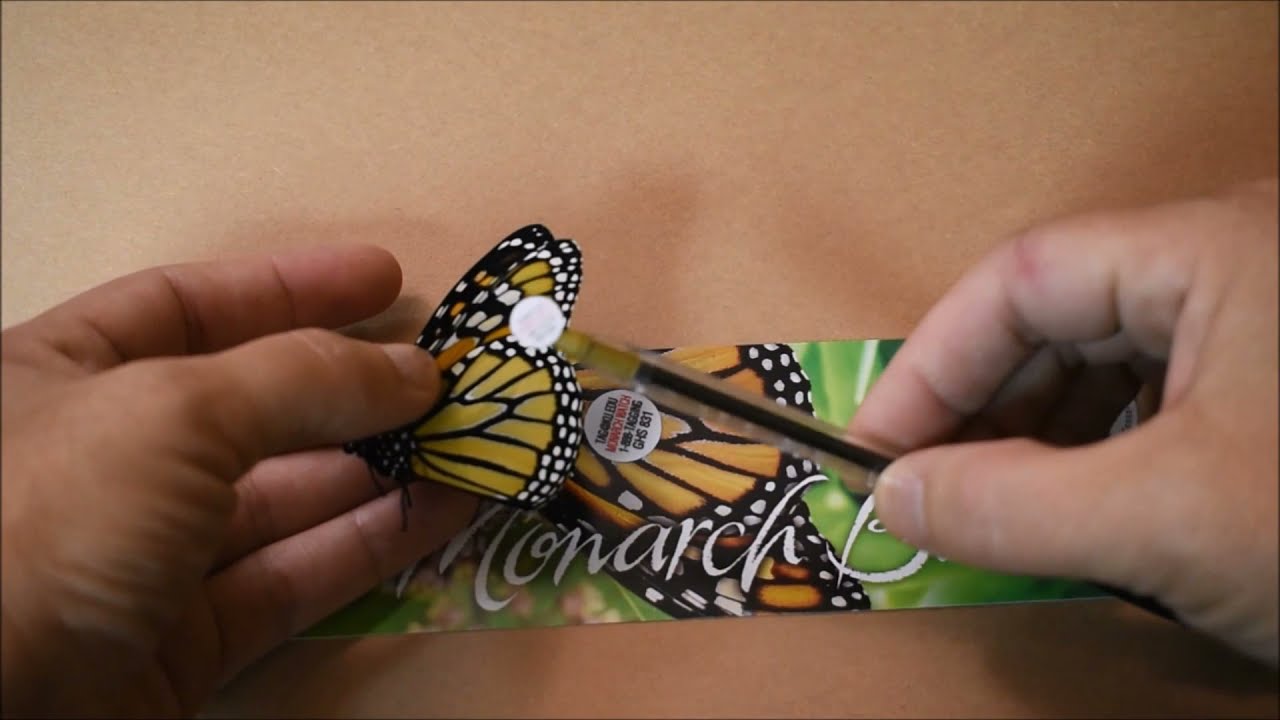 Luthfiannisahay Queen Butterfly Male Vs Female