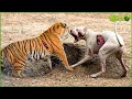 35 ruthless when dogs are attacked by tigers leopards lions  animal fight