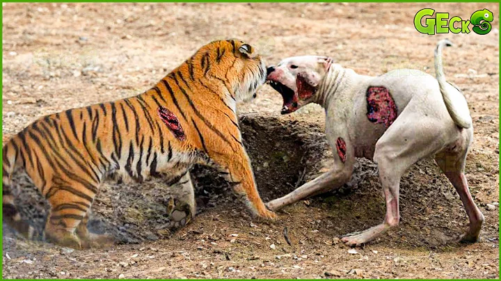 35 Ruthless When Dogs Are Attacked By Tigers, Leopards, Lions... | Animal Fight - DayDayNews