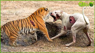 Download lagu 35 Ruthless When Dogs Are Attacked By Tigers, Leopards, Lions...  Animal Fight Mp3 Video Mp4