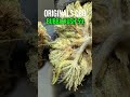 Bubba Kush 59 | What Makes This Sungrown CBD Flower Stand Out  #cbd #hempflower #cbdflower #ukcbd