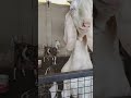 Goat Farm 2025 Goat Farm 2025
