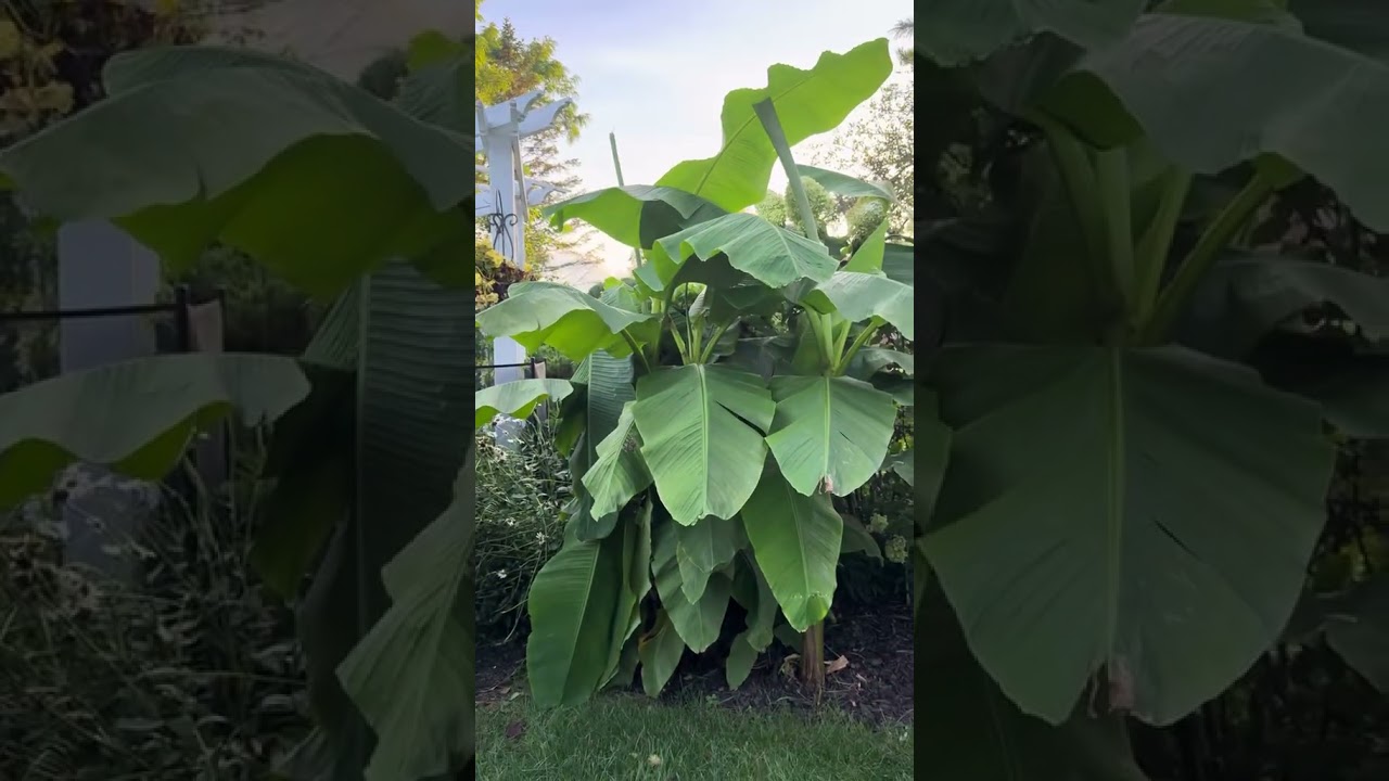 Banana trees in the Midwest.! Zone 6a