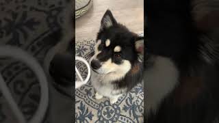 Fozzie’s The Finnish Lapphund's dog trick reel