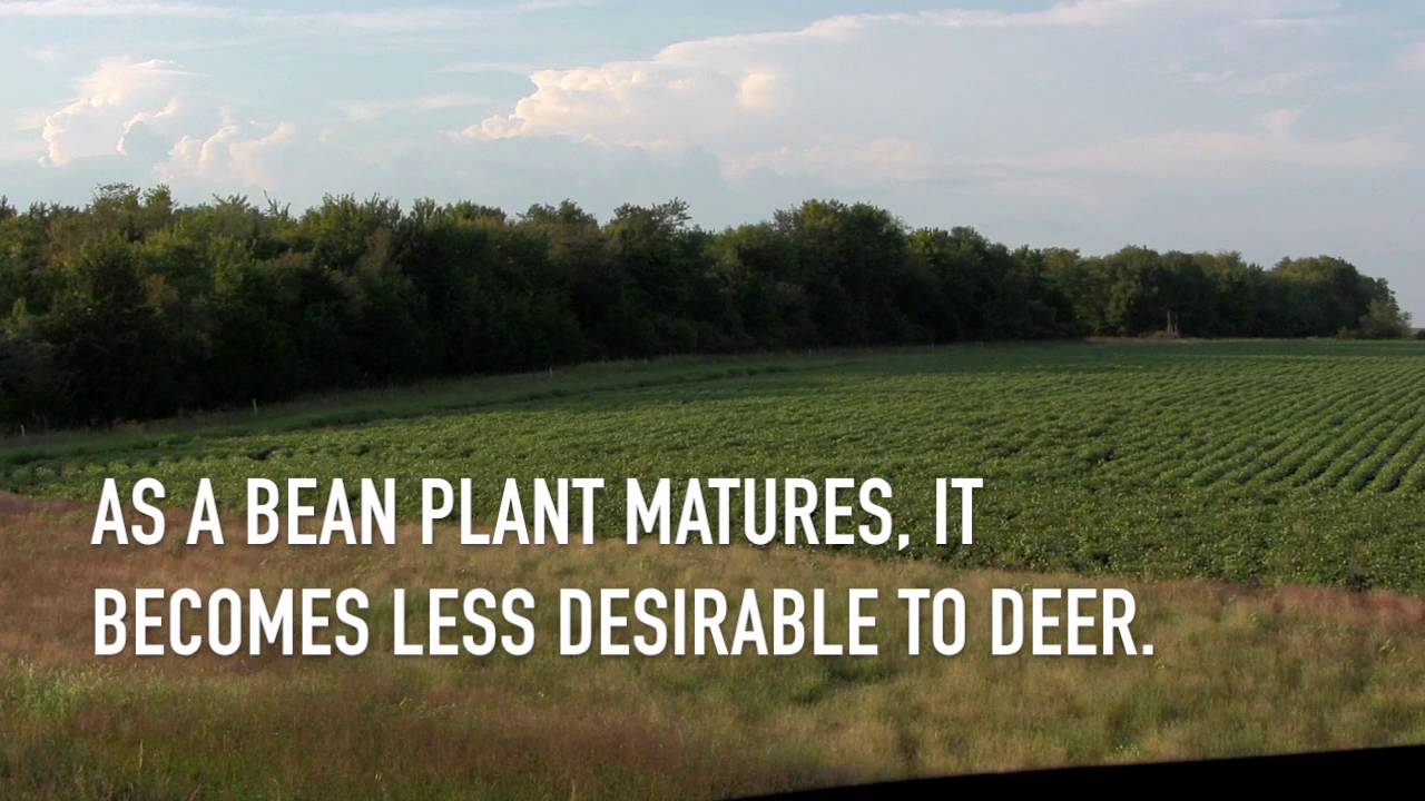 Deer Hunting Tips: How to Hunt Early-Season Beans - YouTube