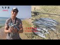 Рыбалка на Саргана, Ставриду, Луфаря в Витязево - Черное море !