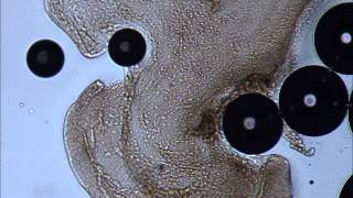 Bubble Cell interaction