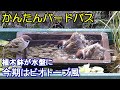 植木鉢でバードバス（野鳥の水浴び場）秋編：ビオトープ風～スズメ