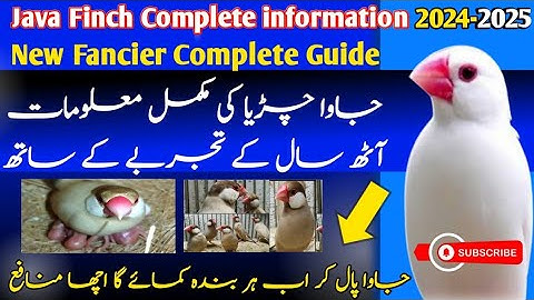 Java Sparrow Complete Information | 2024/2025 | Java Sparrow Full Information