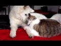 Samoyed Puppy and Cat best friends giving kisses