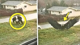 A Giant Eagle Landed in His Yard — What He Found Moments Later Made Him Call 911