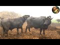 Buffalo Breeder Apna Gqr Wali Majj Nawey Doodh Karyi Maj Kaban Karyi  Sj Dairy Farm