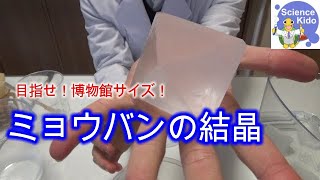 【簡単実験】目指せ！大きくきれいなミョウバン結晶！その4自由研究にもぴったり！