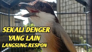 PANCINGAN BURUNG CENDET BAHAN AGAR CEPAT GACOR