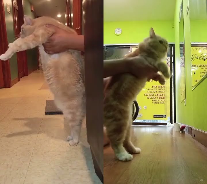 kolabs lagi ahh, mumpung lagi mood #cat #colab #funnyvideos #pets