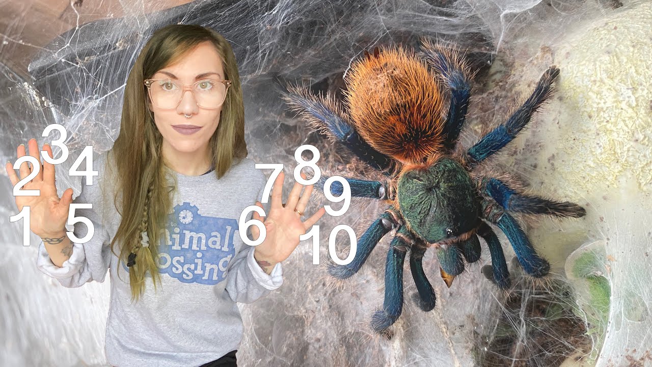 10 CLASSIC SPECIES every tarantula collection needs YouTube