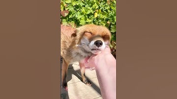 When animals reunite with their beloved human