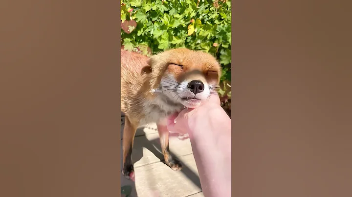 When animals reunite with their beloved human