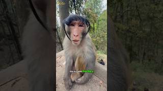 Glow-Up In The Forest Monkey Edition