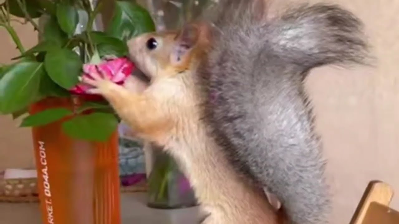 Funny video 😂🤣 cat has been stobery eating 