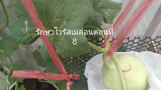 รักษาไวรัสเมล่อนตอนที่ 8