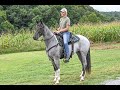 Blue roan tennessee walking horse for sale