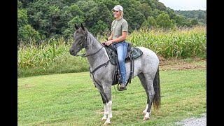 BLUE ROAN TENNESSEE WALKING HORSE FOR SALE