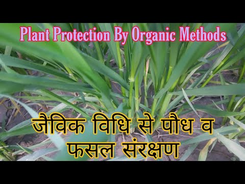 वीडियो: जैविक विधियों द्वारा पौध संरक्षण। शुरू