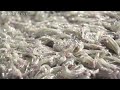 イカナゴのシンコ漁が解禁 大阪湾と播磨灘