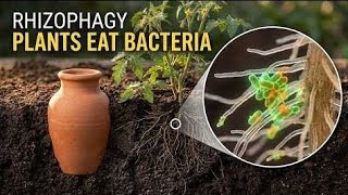 The Secret Underground Economy: How Your Plants Are 'Eating' Bacteria Alive for Growth