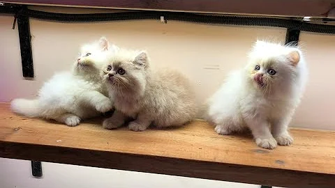 Video 331291: quality persian cat kitten, cutecats cattery, semi punch, cutecat beautiful