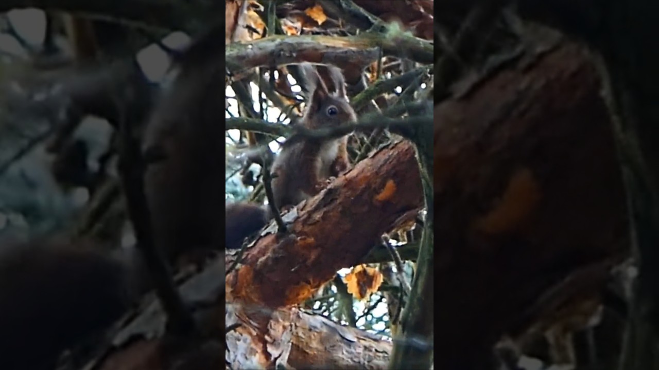 Eichkatzl #shortsvideo  #eichhörnchen #squirrel #sciurus #wildlife #nature ##birdsounds #naturdoku